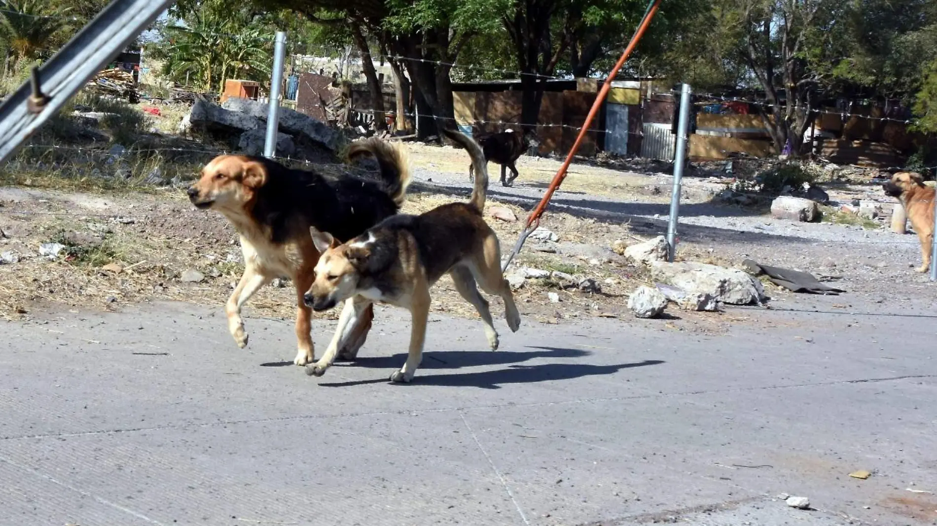 Perros (3)